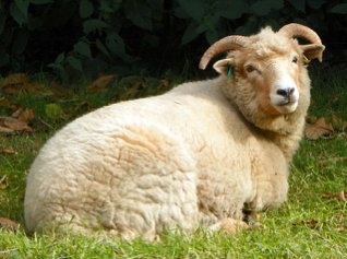 Ovis aries